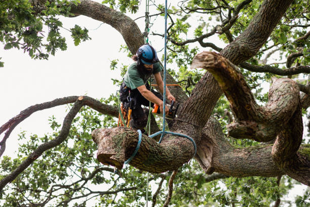 Trusted Oakes, ND Tree Removal Services Experts