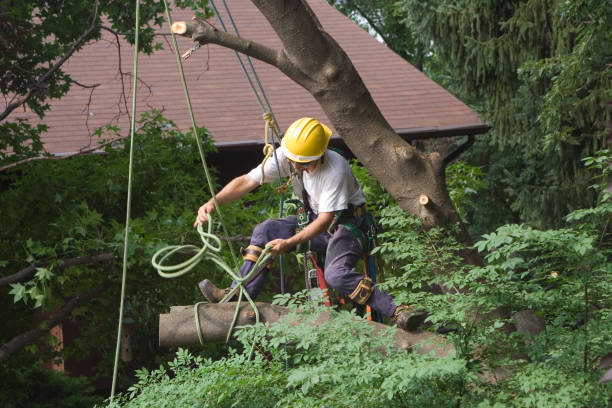 Best Storm Damage Tree Cleanup  in Oakes, ND