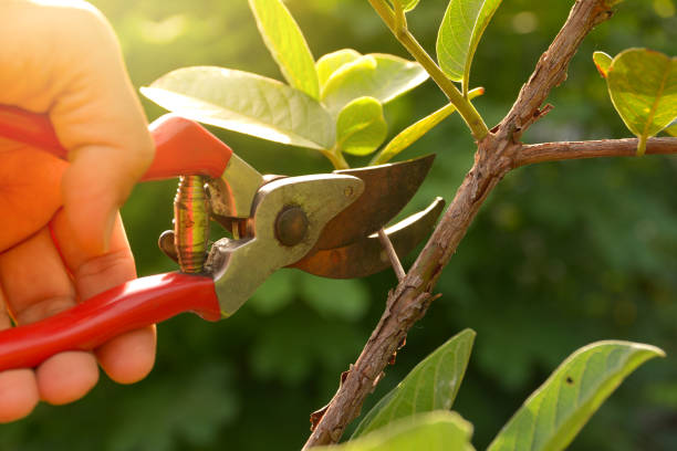 Best Weed Control  in Oakes, ND